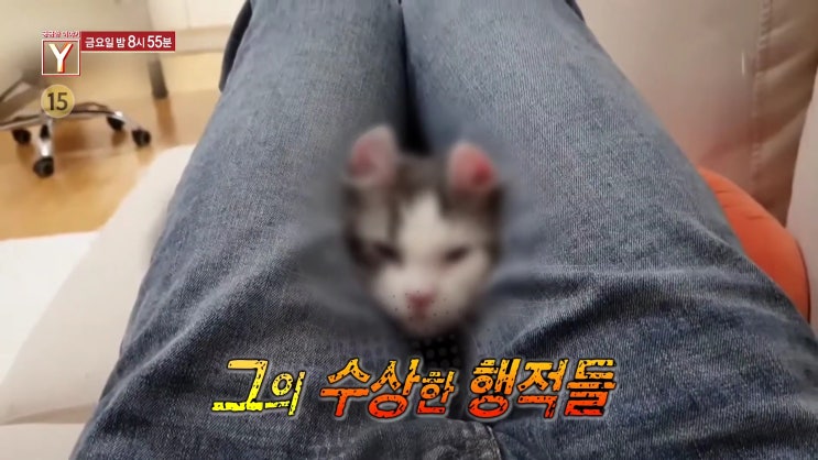 궁금한이야기Y 광주벤츠골프채 유기묘 갑수목장 동물학대 유튜버 궁금한이야기Y 광주벤츠골프채 유기묘 갑수목장 동물학대 유튜버