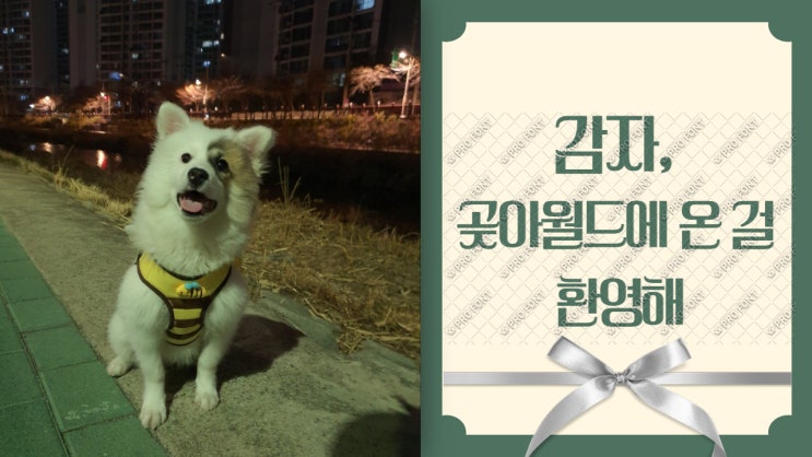 입양후기. 산속에서 구조된 피오. 곶아월드에 온걸 환영해. 믹스견은 사랑입니다. 입양후기. 산속에서 구조된 피오. 곶아월드에 온걸 환영해. 믹스견은 사랑입니다.