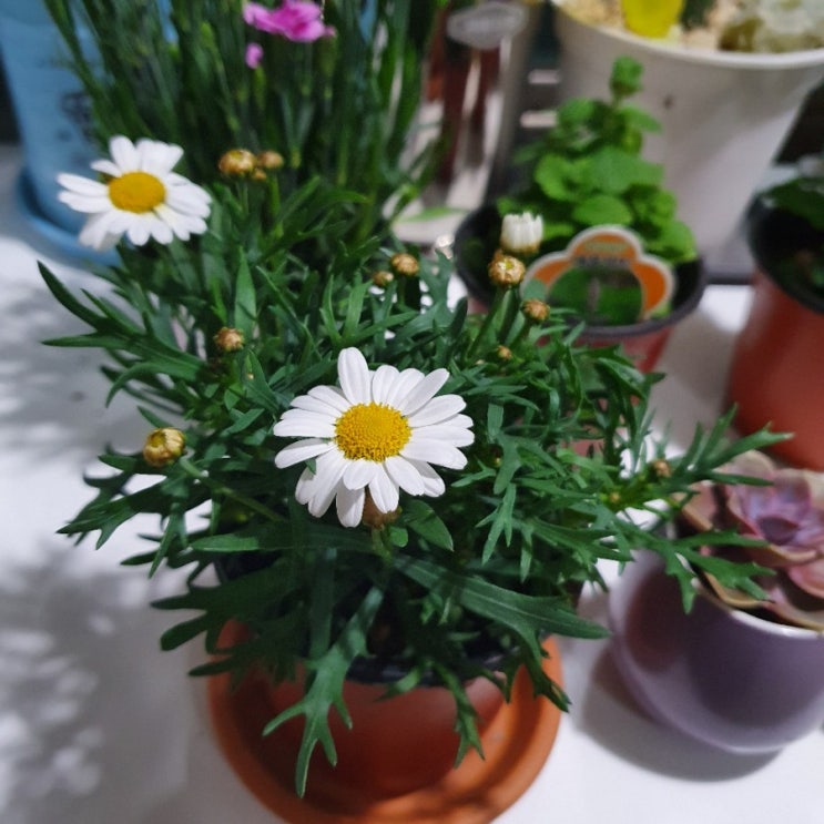  반려식물. 새로운 화분들을 들이다.