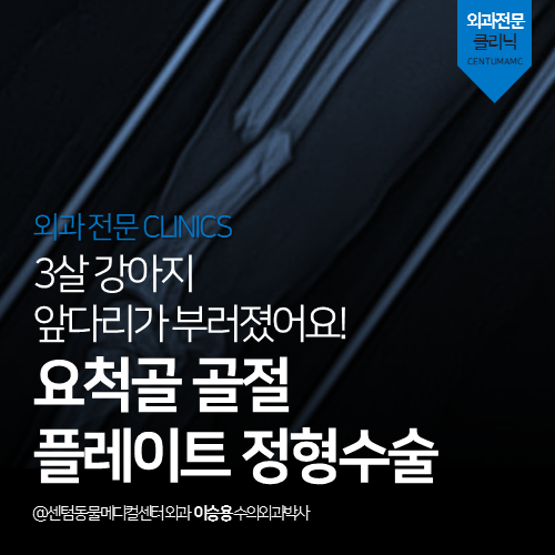  [정형외과] 강아지 요척골 골절 플레이트 정형 수술 (골절정복수술 전문 동물병원)