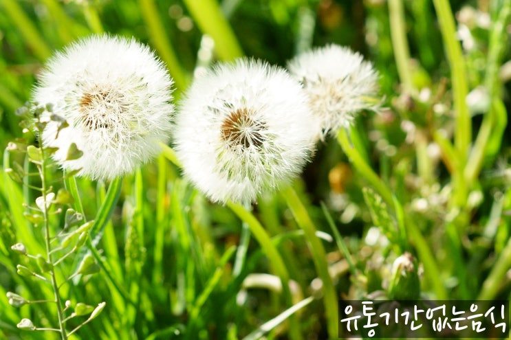  유통기한 없는 음식? 소비기한?음식물 신선하게 보관 상온에서 보관 음식.