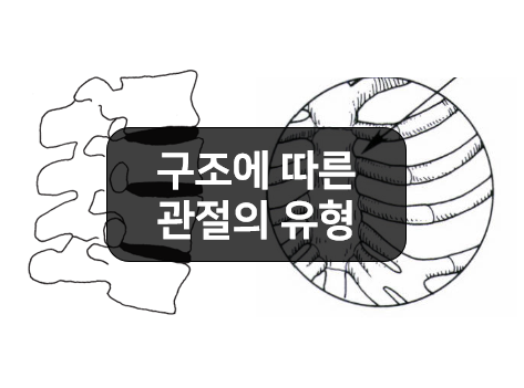  구조에 따라 분류한 관절의 유형 - 섬유관절, 연골관절, 윤활관절