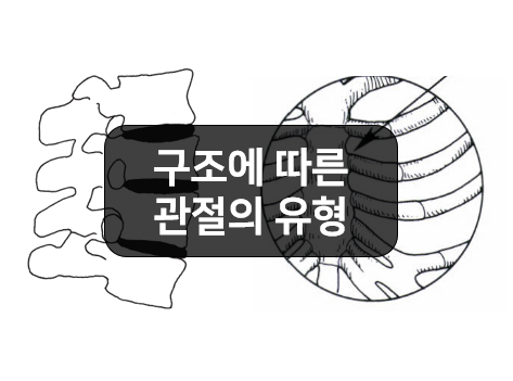 구조에 따라 분류한 관절의 유형 - 섬유관절, 연골관절, 윤활관절