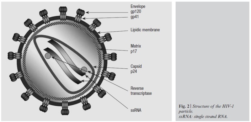 에이즈 바이러스 구조
