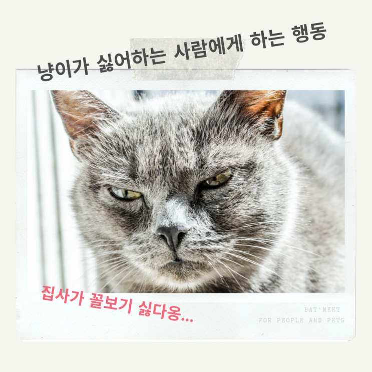  고양이가 싫어하는 사람에게 하는 행동 - 카드뉴스