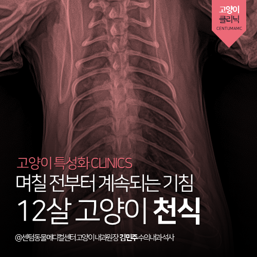  [고양이내과] 12살 고양이 천식 - 며칠 전부터 계속되는 기침 (부산 연제구 거제동 연산동 고양이 전문 동물병원)