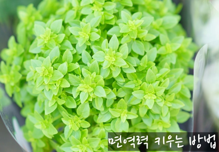  면역력 키우는 방법 음식   수면 운동