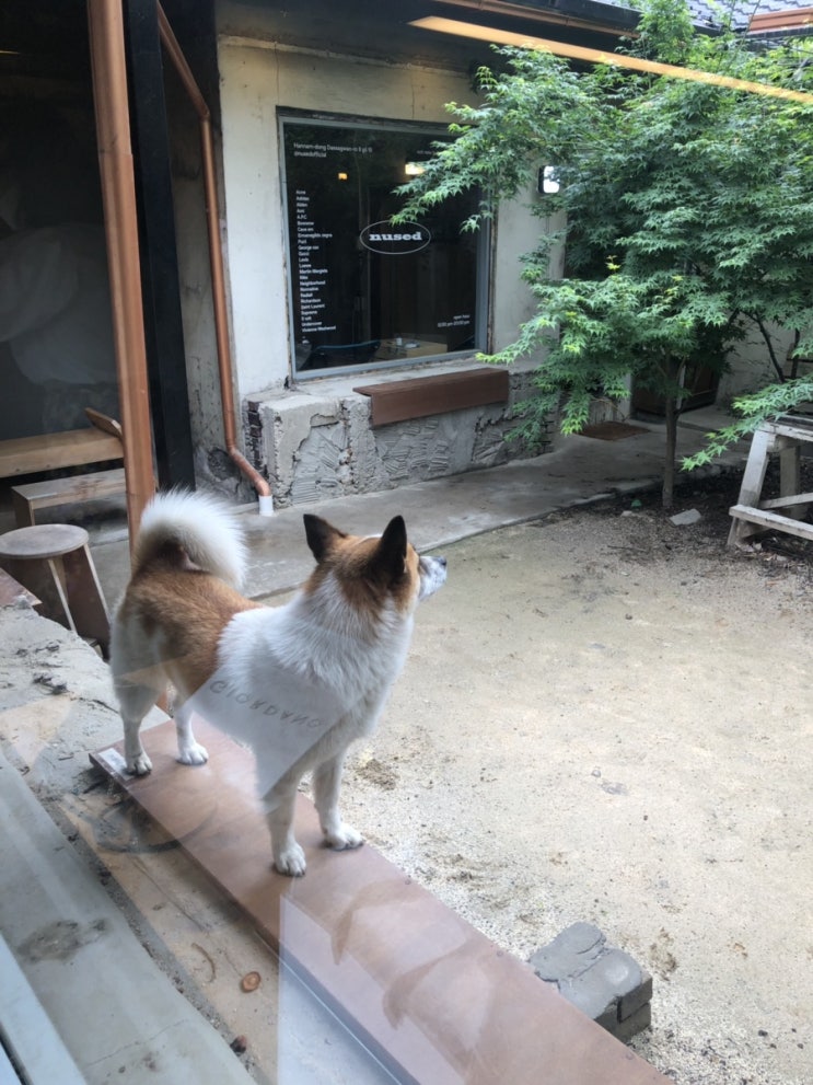 한남동 아러바우트 카페 R.about (feat.댕댕이)