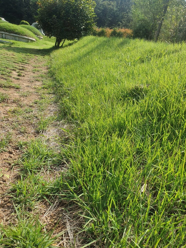  산소 잔디 윤달대비 준비하세요