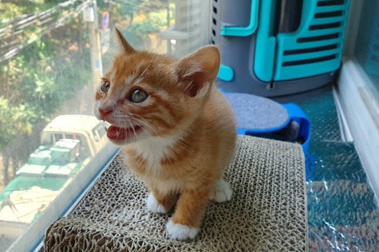  아기고양이 구조 후 마지막 근황.. 입양 결정됐어요 ^^