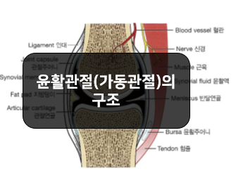  윤활관절(가동관절)의 구조 - 관절연골, 윤활막, 윤활액, 관절주머니