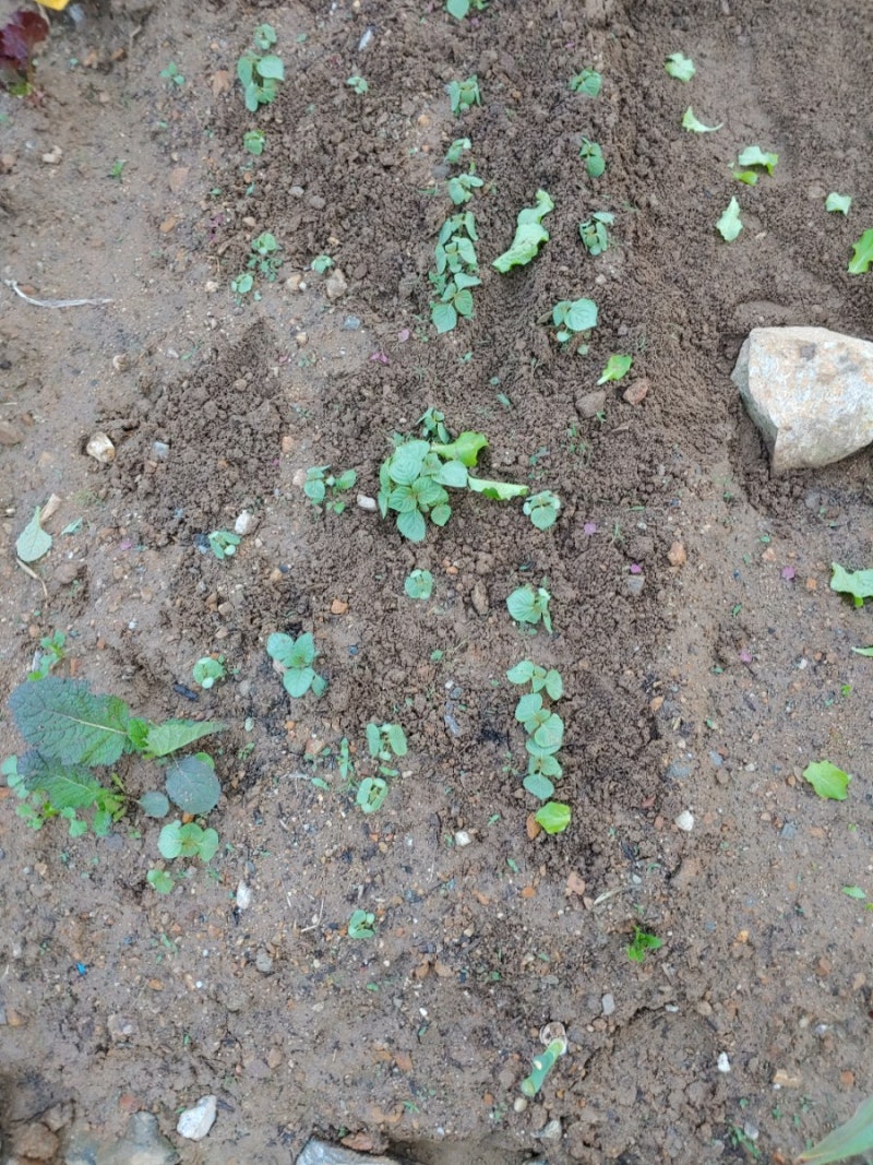 텃밭 가꾸기 - 잡초 뽑기와 상추 솎아주기 : 네이버 블로그, image size:800x1067