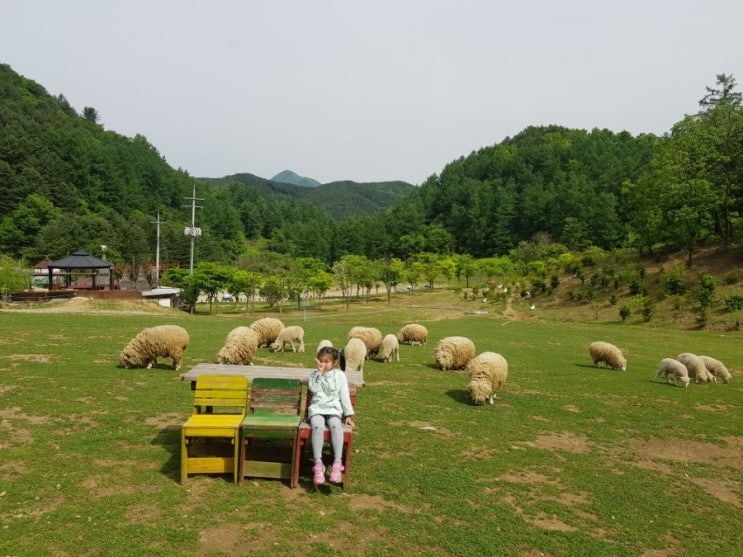 홍천펜션 아이와 1박2일여행 휘바핀란드펜션에서 송어회까지 먹은 이야기