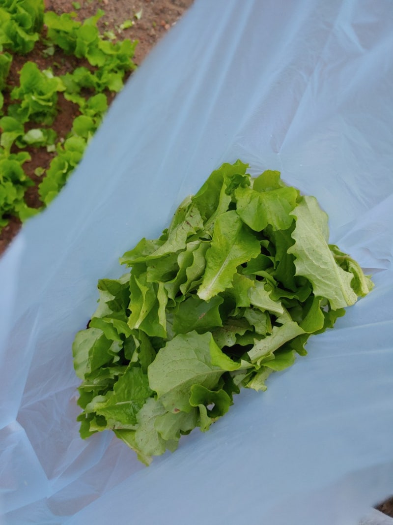 텃밭 가꾸기 - 잡초 뽑기와 상추 솎아주기 : 네이버 블로그, image size:800x1067