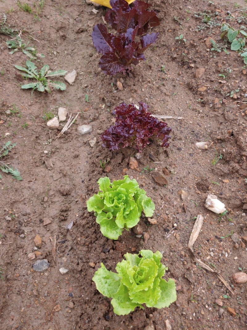 텃밭 가꾸기 - 잡초 뽑기와 상추 솎아주기 : 네이버 블로그, image size:800x1067