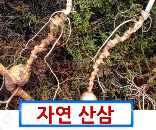  자연산 산삼 에 대하여 알아봅니다.