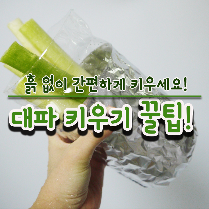  대파키우기 꿀팁! 흙 없이 수경재배로 간편하게 키우세요~!