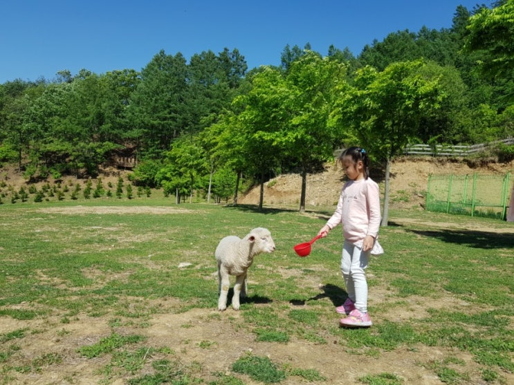 홍천가볼만한곳 1박2일여행 홍천양떼목장 휘바핀란드