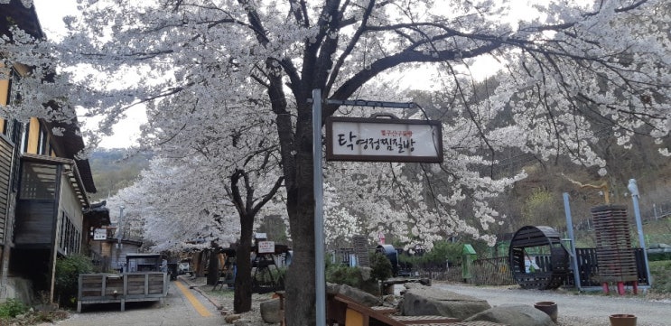  사치