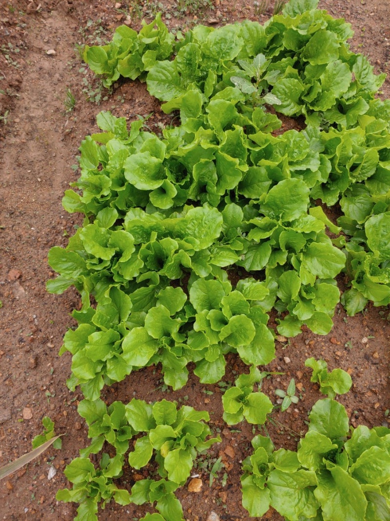 텃밭 가꾸기 - 잡초 뽑기와 상추 솎아주기 : 네이버 블로그, image size:800x1067