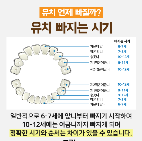 유치 빠지는 순서 시기 유치 나는 순서 시기 충치? : 네이버 블로그