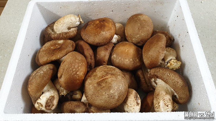 아이가 잘 먹는 백제 버섯농원의 국내산 표고버섯