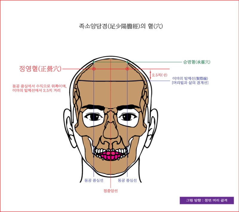 족소양담경(足少陽膽經)의 풍지혈(風池穴), 뇌공혈(腦空穴), 승령혈(承靈穴), 정영혈(正營穴) - 동의보감(東醫寶鑑) : 네이버 블로그