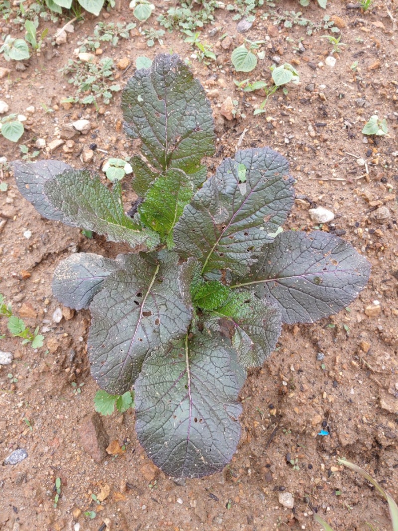 텃밭 가꾸기 - 잡초 뽑기와 상추 솎아주기 : 네이버 블로그, image size:800x1067