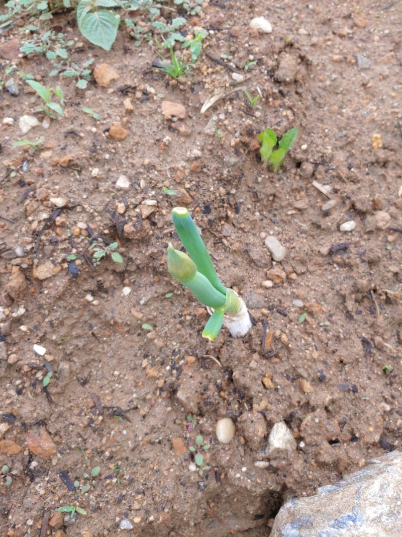 텃밭 가꾸기 - 잡초 뽑기와 상추 솎아주기 : 네이버 블로그, image size:800x1067