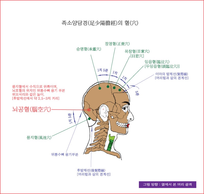 족소양담경(足少陽膽經)의 풍지혈(風池穴), 뇌공혈(腦空穴), 승령혈(承靈穴), 정영혈(正營穴) - 동의보감(東醫寶鑑) : 네이버 블로그