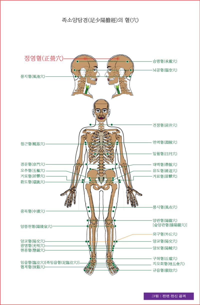 족소양담경(足少陽膽經)의 풍지혈(風池穴), 뇌공혈(腦空穴), 승령혈(承靈穴), 정영혈(正營穴) - 동의보감(東醫寶鑑) : 네이버 블로그