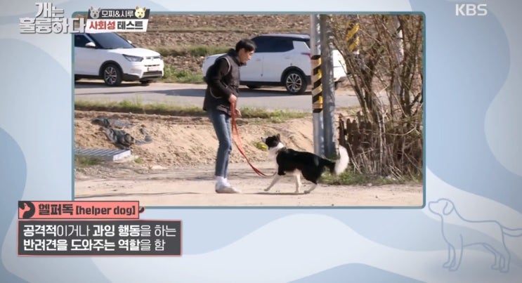  헬퍼독