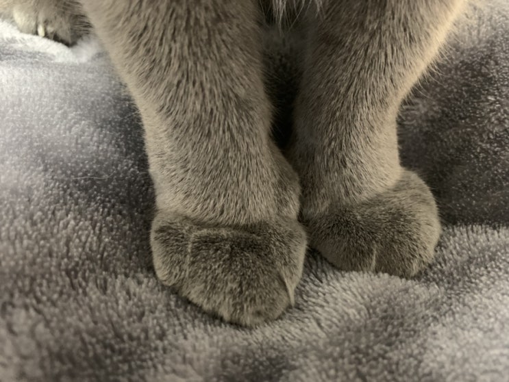  [고양이] 애옹, 찹쌀떡 모음집 :)