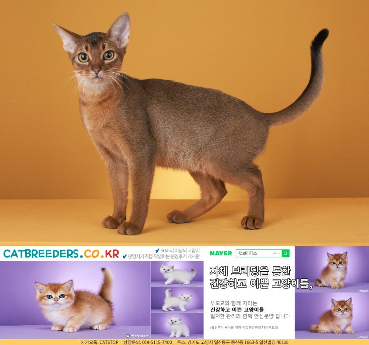  세종고양이분양 좋은 인연일 수밖에 없는