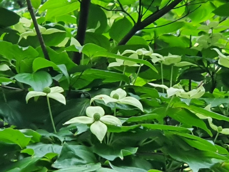 관살혼잡 여자 사주 어떻게 해결하나? : 네이버 블로그 관살혼잡 여자 사주 어떻게 해결하나? : 네이버 블로그