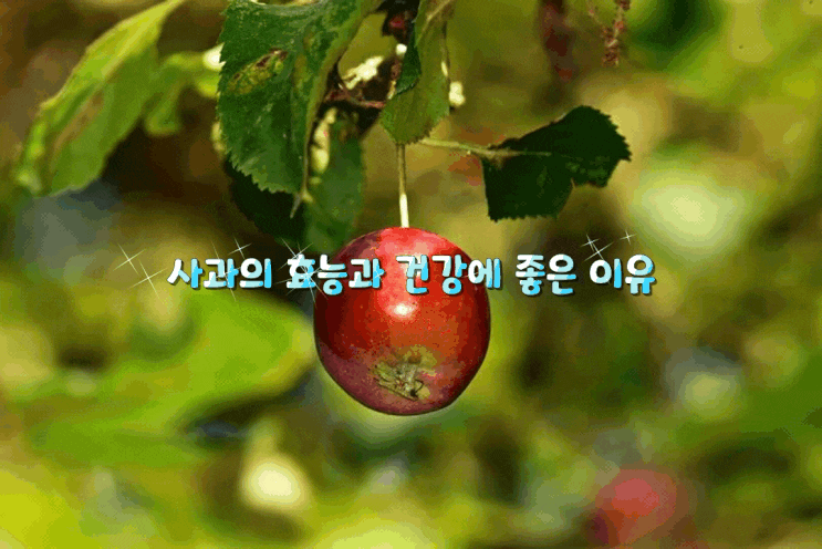 사과의 효능과 건강에 좋은 이유 사과의 효능과 건강에 좋은 이유