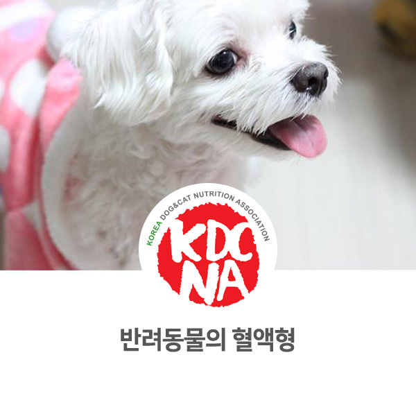 [강아지 고양이 유익 정보] 반려동물의 혈액형을 알아보자_519