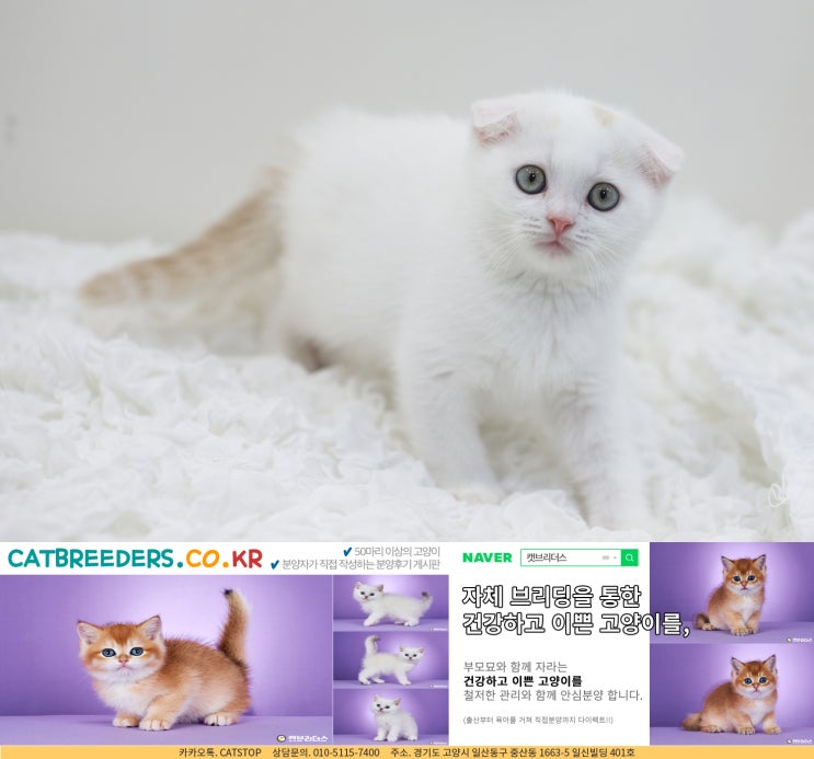  별내고양이분양하면 정확한 상담과 함께