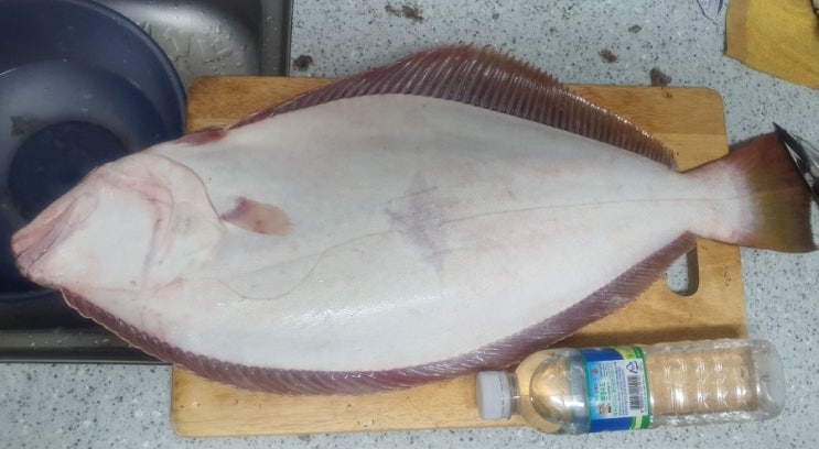  61센티 자연산 광어를 맛보다.