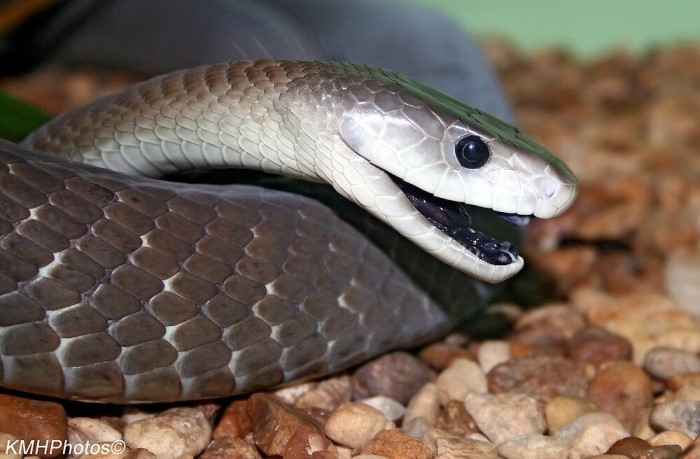 [생물도감] 블랙 맘바 - 세상에서 제일 무서운 뱀