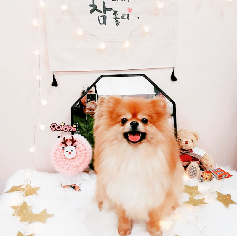 우아하개 — 논산시