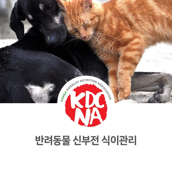[강아지 고양이 음식 정보] 반려동물 신부전 식이 관리_524