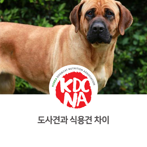  [반려인이 알아야할 유용한 정보] 도사견과 식용견 차이점_534