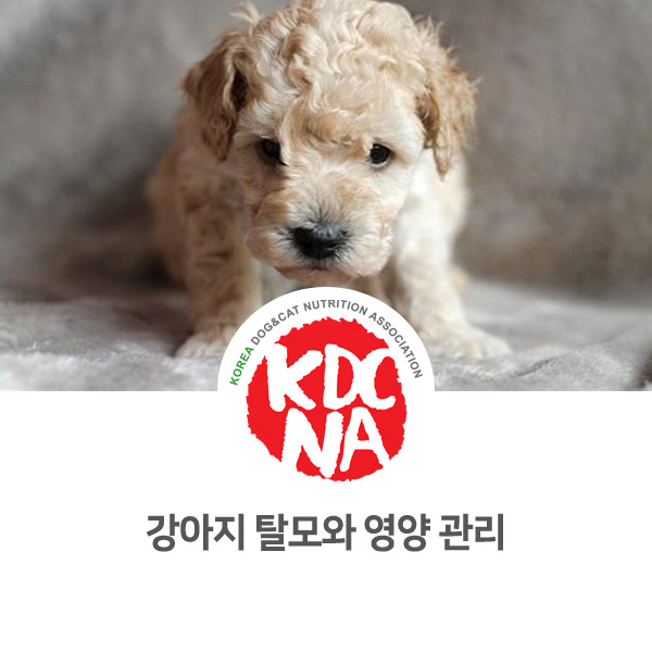  [반려인이 알아야할 유용한 정보] 강아지 고양이 탈모와 영양 관리_536