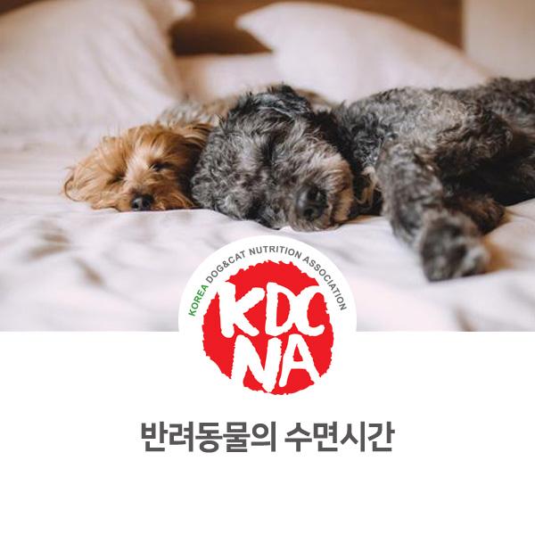 [반려인이 알아야할 필수 정보] 강아지 고양이 수면시간은 얼마일까요?_530