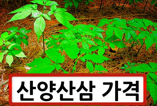  산양산삼가격 알아봅니다.