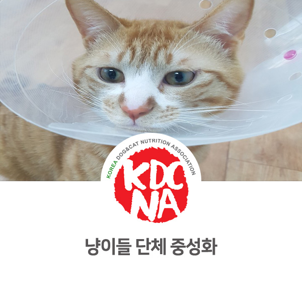 [반려동물 키우기] 박은정펫푸드아카데미 고양이 단체 중성화수술 후기_535
