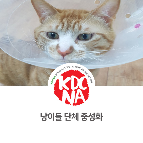 [반려동물 키우기] 박은정펫푸드아카데미 고양이 단체 중성화수술 후기_535