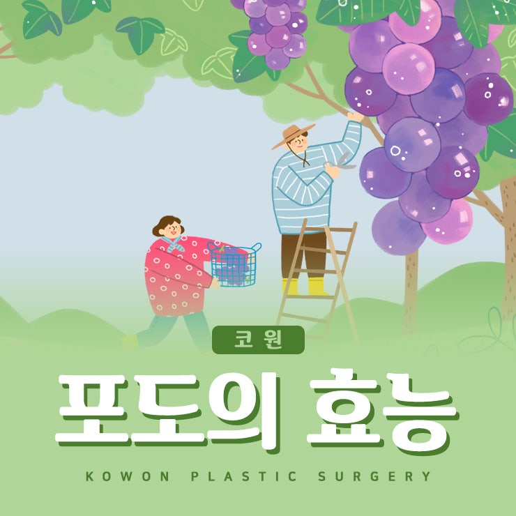 포도의효능과 보관방법 알아봐요