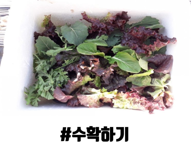 [ep 9]김포 주말농장 잎채소(상추, 케일, 쑥갓) 첫 수확했어요.